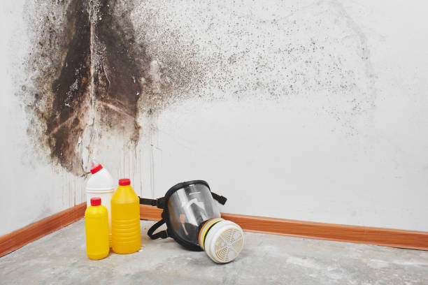 Best Commercial Mold Removal  in Ellinwood, KS