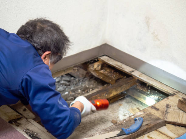 Best Attic Mold Removal  in Ellinwood, KS