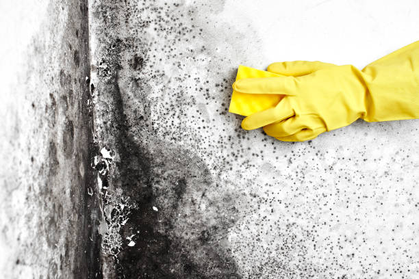 Best Home Mold Removal  in Ellinwood, KS