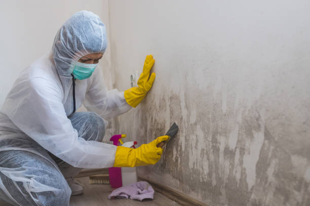 Best Mold Testing and Removal  in Ellinwood, KS