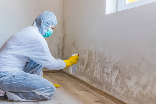 Best Mold Removal Near Me  in Ellinwood, KS