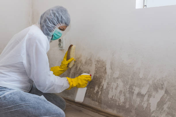 Certified Mold Removal in Ellinwood, KS