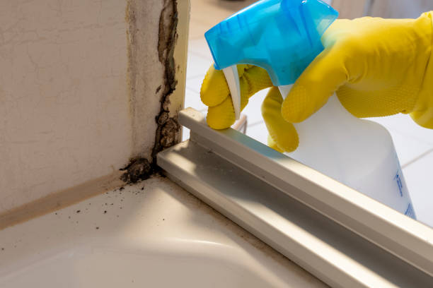 Certified Mold Removal in Ellinwood, KS