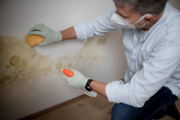 Best Affordable Mold Removal  in Ellinwood, KS