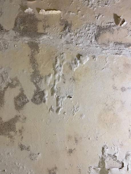 Ellinwood, KS Mold Removal Company