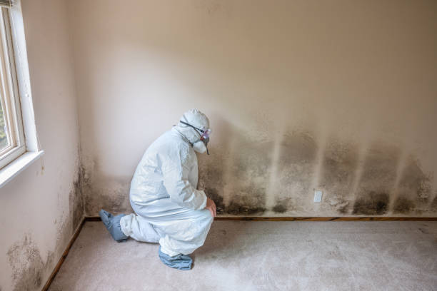 Best Residential Mold Removal  in Ellinwood, KS