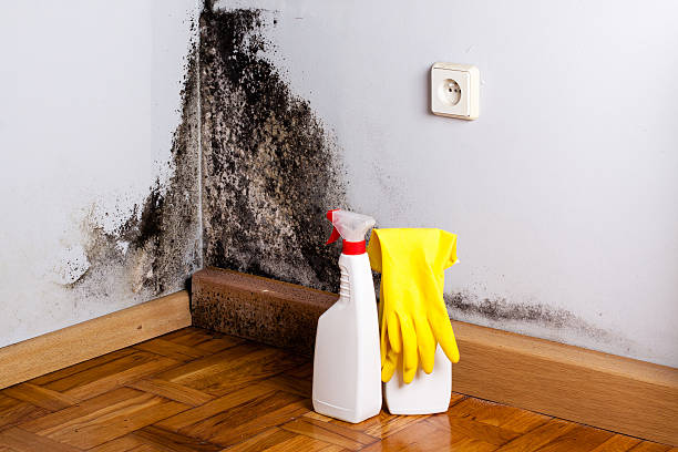 Best Local Mold Removal Service  in Ellinwood, KS