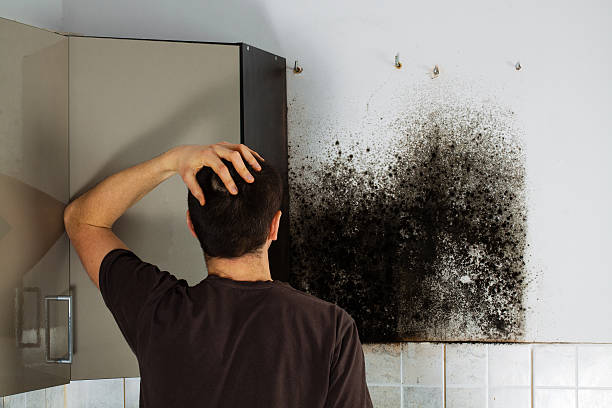 Best Professional Mold Removal  in Ellinwood, KS