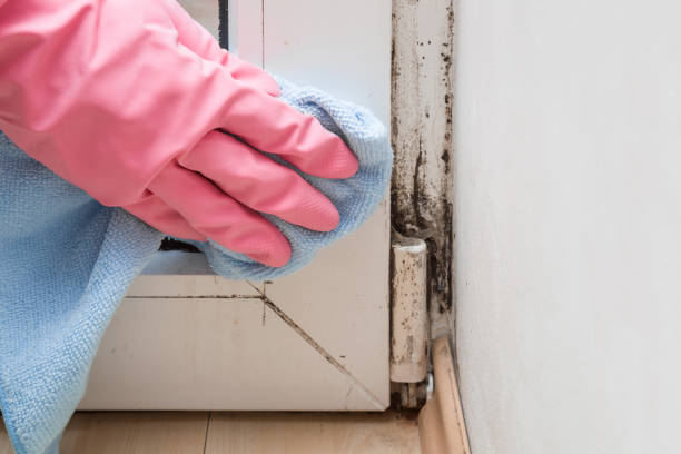 Best Affordable Mold Removal  in Ellinwood, KS